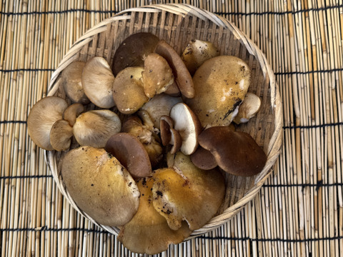 お得！天然なめこ＆天然ムキタケセット１K