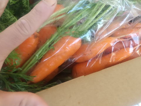葉つき人参1.4kg位、農薬化学肥料除草剤不使用：神奈川県産のその他