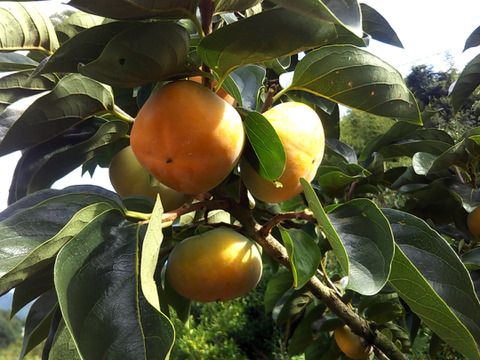 自家用たねなし柿 （格外・サイズ混合）4kg