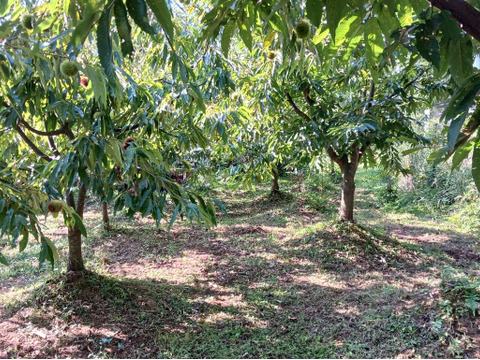 秋のぜいたく　丹波栗3L（農薬不使用・くん蒸剤使用せず！）１kg