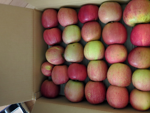 【予約開始！人気商品】旬の甘〜い葉取らずサンふじ24~27個入り【ご家庭用・5kg以上】