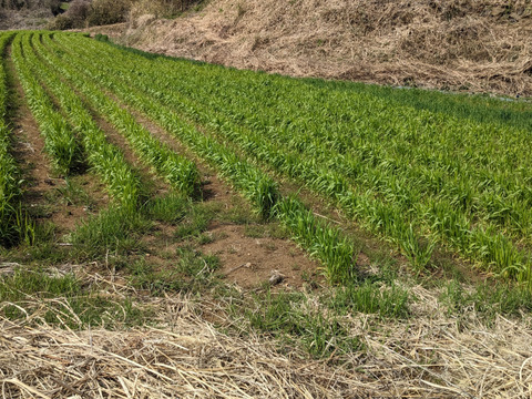 うどん　(乾麺)200g×4袋