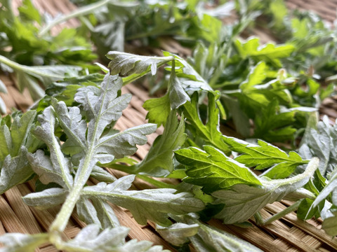 【自然栽培🍀春摘みよもぎ茶25g】栽培10年以上・健康な体づくりに