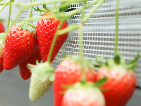 プチ贅沢&ご褒美　プレミアムな章姫イチゴ