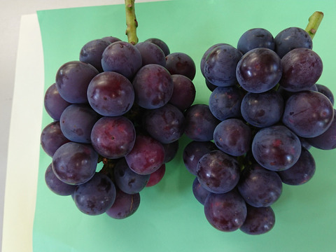 樹上完熟！岡山県備前市産びぜん葡萄【オーロラブラック】約1kg（2房前後）