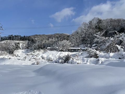 きてらのくろくろ黒大豆-500g-B品-農薬不使用