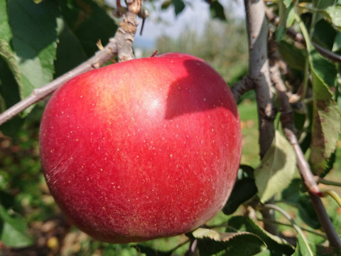 収穫始まりました。今も昔も思い出懐かし林檎「紅玉！」約3kg 根強い人気品種です。/アップルパイ作りにも如何ですか？型崩れしにくいですよ。/酸味がたまらない！
