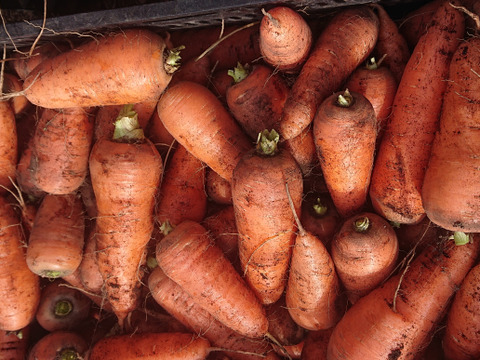 【群馬県高崎市産】冬野菜のお試しセット（4~5品）『農薬及び化学肥料不使用』
