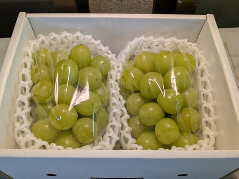 予約開始🍇山形県産シャインマスカット 【2房