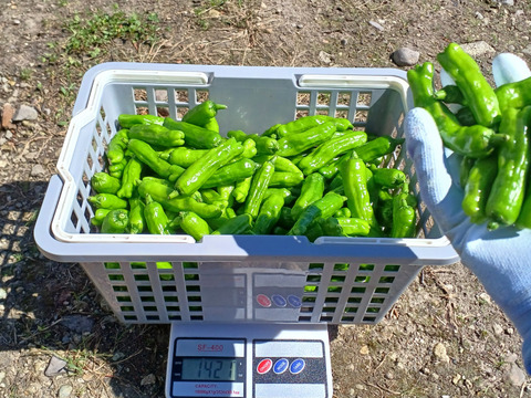 北海道産、新鮮で辛みがほとんどないシシトウ１.４ｋｇを届けます。