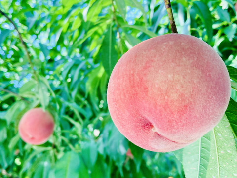 🍑夏ギフト🍑果汁たっぷり！旬の白桃・品種おまかせ（約2kg・6〜8玉入り）（贈答用）