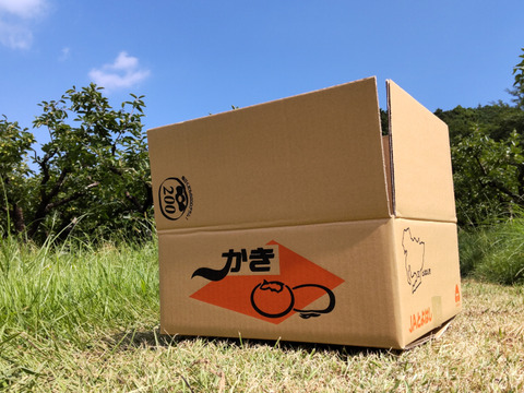 早生甘柿！早秋柿（秀品 ６.５kg）贈答用