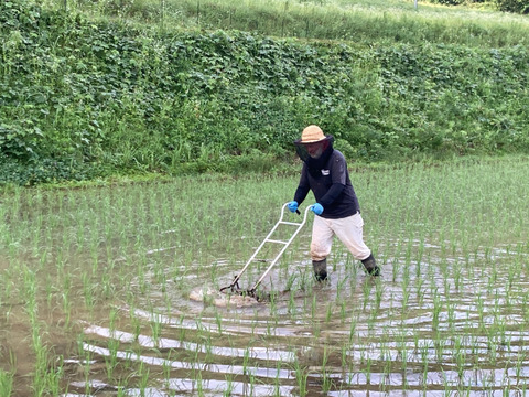 🌾 農薬化学肥料不使用栽培【きぬむすめ】白米5kg （玄米/分つき精米可）