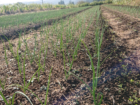 【訳あり】有機タマネギ５kg+10％増量【ご家庭用】