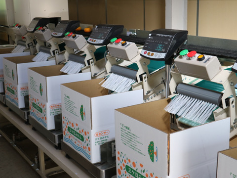 極旨プレミアム！三ヶ日青島みかん３㎏『糖度12度以上』光センサー選果 【サイズM～LL混在】