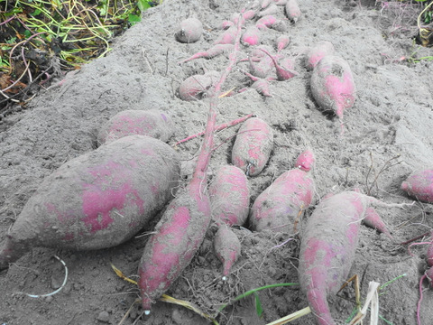 冬の楽しみ＊甘～い！紅はるか3kg～農薬/化学肥料・不使用