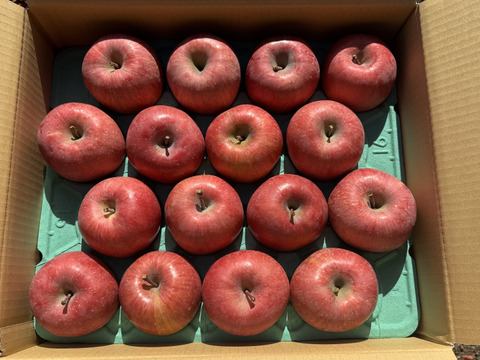 【お待たせしました！】標高730ｍの果樹園からお届け！信州松本育ちのサンふじ🍎りんご　(5kg)【訳アリ】