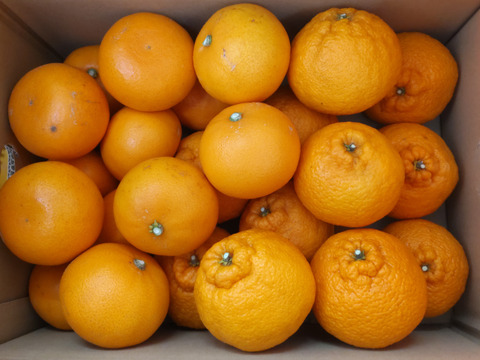 「柑橘食べ比べ」せとか&不知火約5キロ