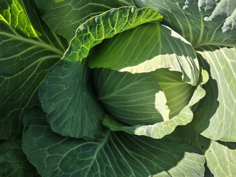 【農薬化学肥料不使用】朝採り！信州伊那谷★旬の野菜セット Ｓサイズ