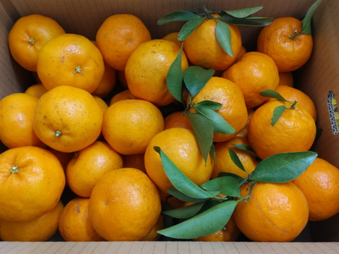 【柑橘食べ比べ】ポンカン＆はるみ！
「家庭用 約5キロ」