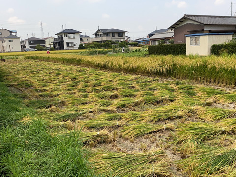 【令和7年新米】天日干し　コシヒカリ2kg