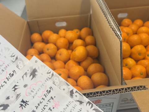 三ヶ日みかん早生「こつぶちゃんたち」5kg