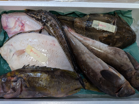 みーこさん専用 鮮魚box 楽天市場】海鮮 ギフト 詰め合わせ 朝獲れおまかせ鮮魚セット