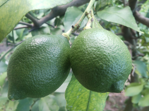 防腐剤、ワックス不使用　皮も使える小玉レモン良品　10kg