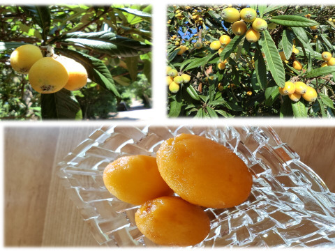 甘い新品種びわ なつたより自然栽培 【限定8】約１キロ