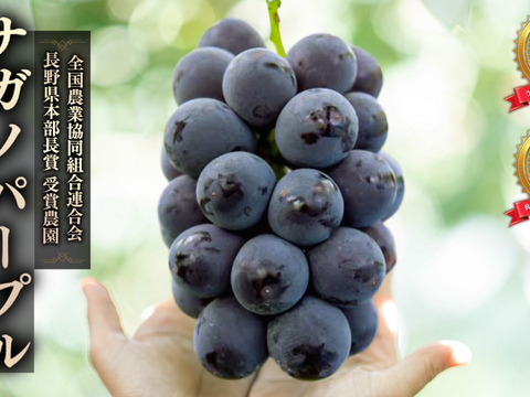予約販売 長野県産ナガノパープル 2kg以上：長野県産のナガノパープル