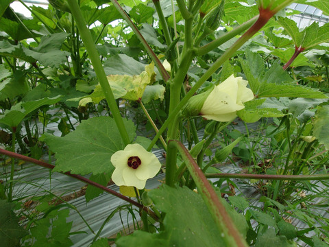 旬のおいしさで夏バテ知らず！夏野菜セット「ミニトマトと夏オクラ」[化学農薬・化学肥料・除草剤不使用]