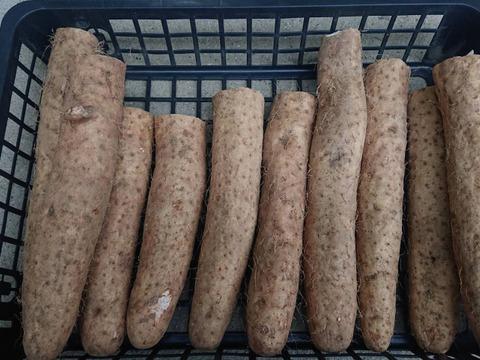 長野県産冬堀り長芋収穫しました。約５㎏入り/甘味と粘り良しですよ。長芋レシピ商品説明に色々記載してますのでご参考になさって下さいませ。※日持ちします。