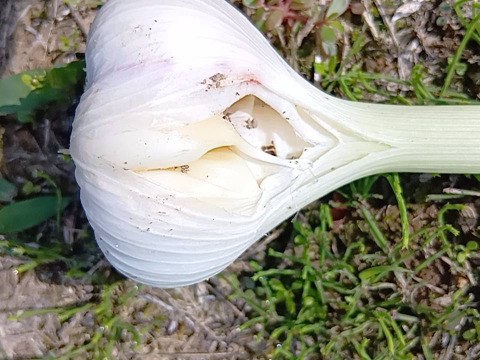 【訳あり・お得用】生にんにく約1kg(栽培期間中:農薬・化学肥料不使用)