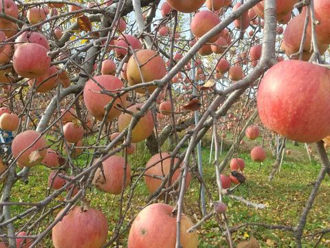 プライスダウン加工用シワシワりんごも入ります🍎10㌔品種おまかせ大玉中玉