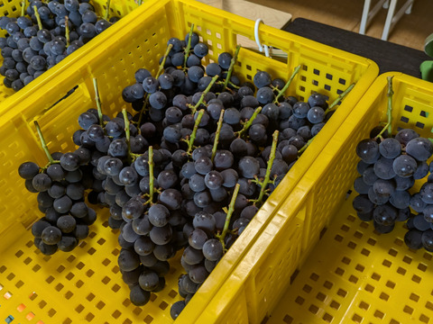 完熟巨峰100％搾り1本 ※長野県認証/特別栽培同基準（信州の環境にやさしい農産物認証50）【冬ギフト】