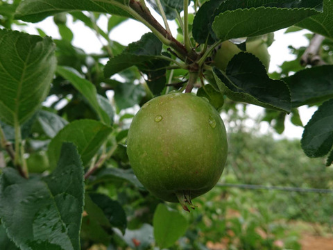 収穫開始「しなのレッド」約5kg入り。8月収穫りんご 夏の暑さに疲れた身体に最適です。爽やかな酸味からの甘み長野県オリジナル品種です。夏りんごの魅力を是非。お届け後冷蔵庫にて保存して下さい。