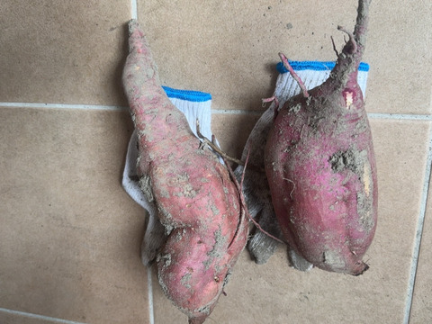 さつまいも　べにはるか　5キロ　熟成2ヶ月