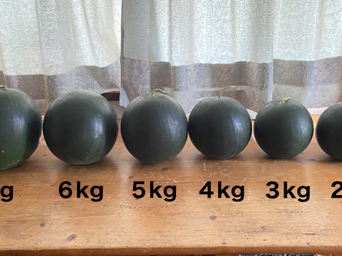 今期最終【自然栽培🍀固定種🍉黒小玉スイカ】3kg台（冷蔵庫サイズ）シャリっと甘くてジューシー（１個）