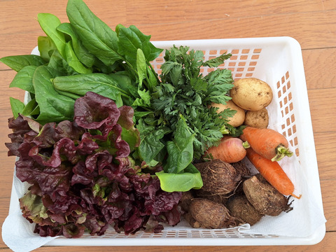 【農薬化学肥料不使用】旬の野菜セット(80サイズ6-7品)