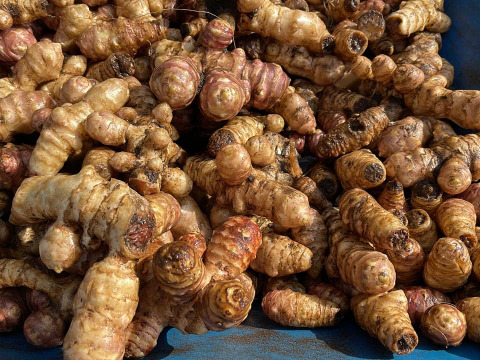 【赤菊芋 4kg】低カロリーで有りながら食べるインシュリン！イヌリン効果も有って腸活にお勧めでも有ります。掘り立てを洗っておとどけです。