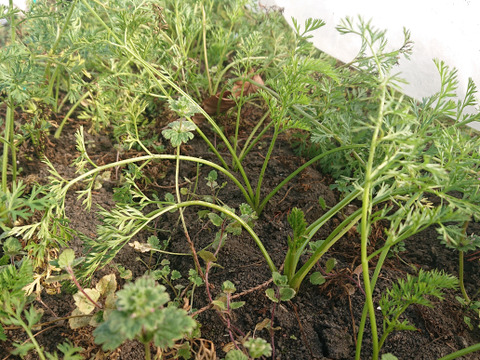 《群馬県産》寒風で甘味アップ‼️
人参3キロ(農薬、化学肥料不使用)