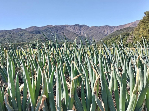 【農薬化学肥料不使用】朝採り！信州伊那谷★旬の野菜セット Mサイズ（火曜発送）