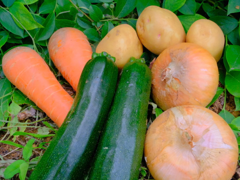 基本野菜3種類 ジャガイモ 玉ねぎ 人参 とズッキーニ 愛知県産 食べチョク 農家 漁師の産直ネット通販 旬の食材を生産者直送 基本野菜3種類 ジャガイモ 玉ねぎ 人参 とズッキーニ 愛知県産 食べチョク 農家 漁師の産直ネット通販 旬の食材を生産者直送
