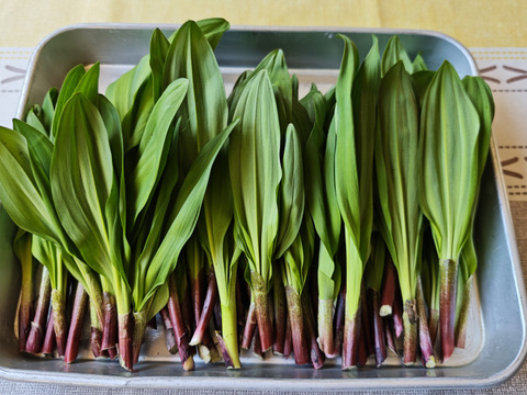 【天然の活力】今が旬！雪解けの恵み「行者にんにく」[５００g] 採れたて直送