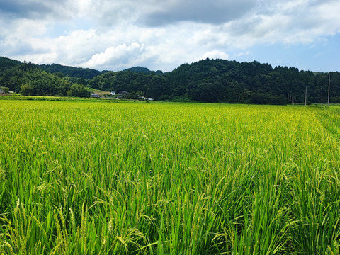 ≪令和5年産»  土遊野の有機米「里山の麓-fumoto-」コシヒカリ 5kg