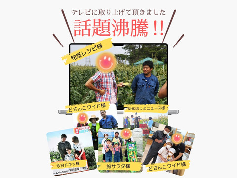 平均糖度20度　豊とうきび　８本セット