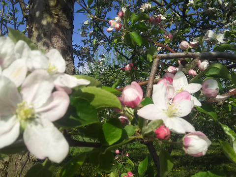 信州りんご２箱パック🍎