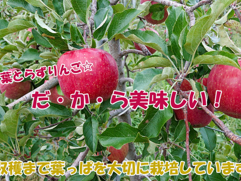 【今だけお買い得！訳あり★50%OFF★】家庭用葉とらずふじりんご5㎏【長野県産】