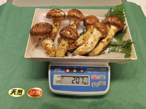 【秋の味覚の王様】松茸/マツタケ/まつたけ/純国産/207g【特上】【最短当日発送】