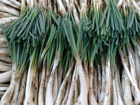 土付き　島ラッキョウ　2㎏
